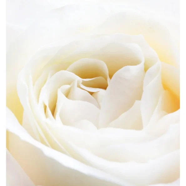 fejillat fehér rózsa