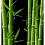 Bambusz