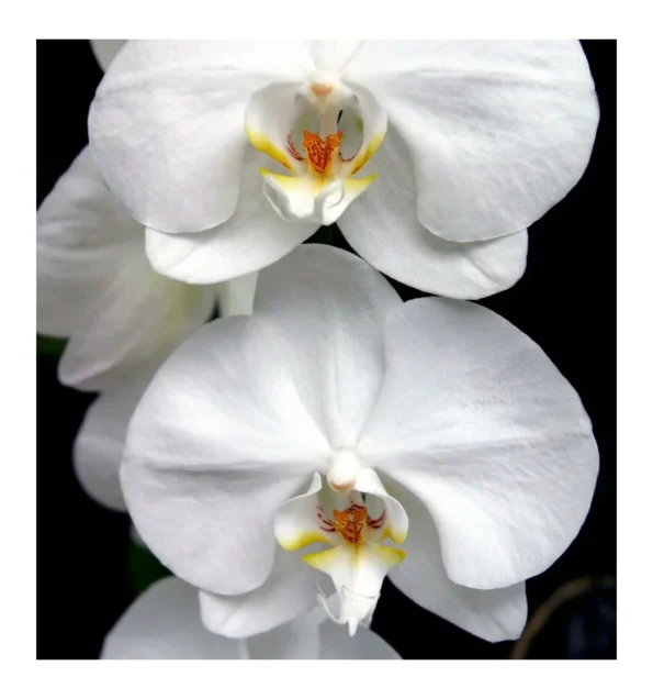 szívillat orchidea