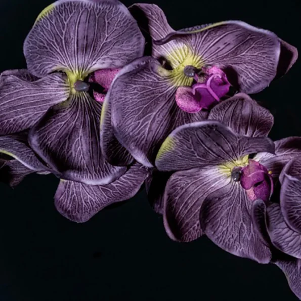 fejillat fekete orchidea